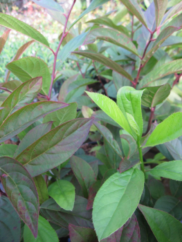 Preview: Amerikanische Rosmarinweide Henry's Garnet 2